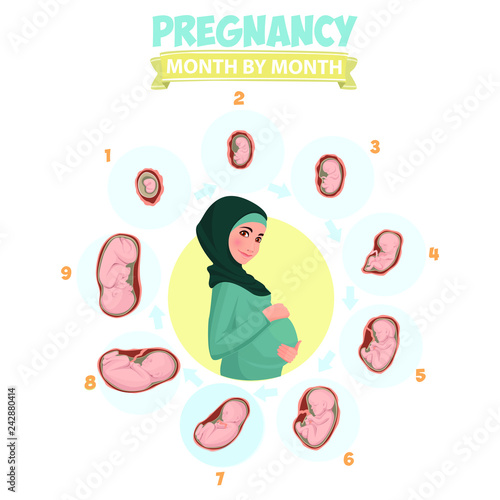 Pregnant beautiful woman vector infographics. Pregnant woman wearing hijab. Muslim. Pregnancy by trimester stages vector illustration. Female with fetus in belly.