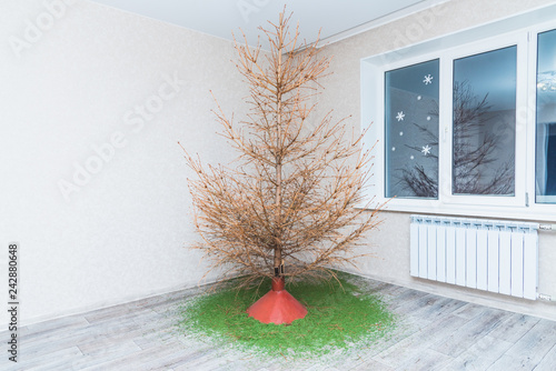 in the room there is a fir tree from which all the needles crumbled