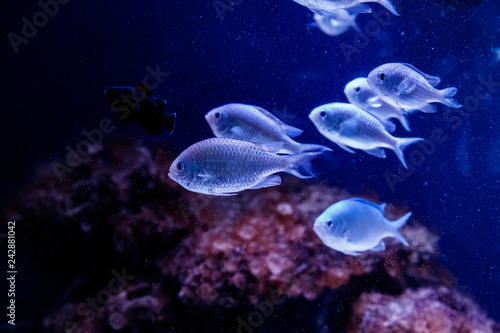 blue chromis fish macro