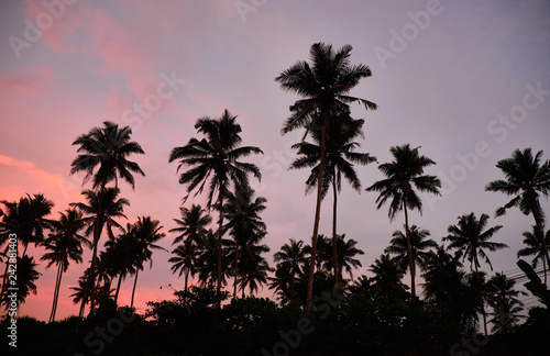 Tropical palms and the sky. Sri-lanka. © Ilona