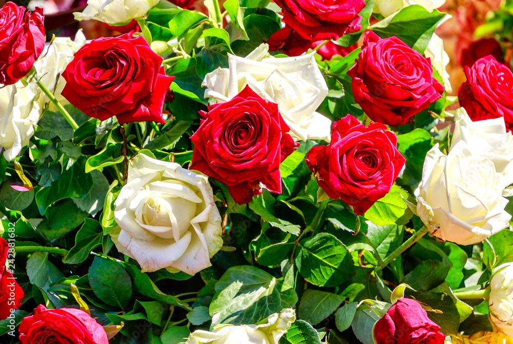 Naklejka premium Floral background - Bouquet of white and red roses