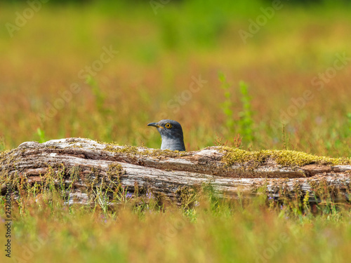 Cuckoo ( Cuculus canorus )  on the ground photo