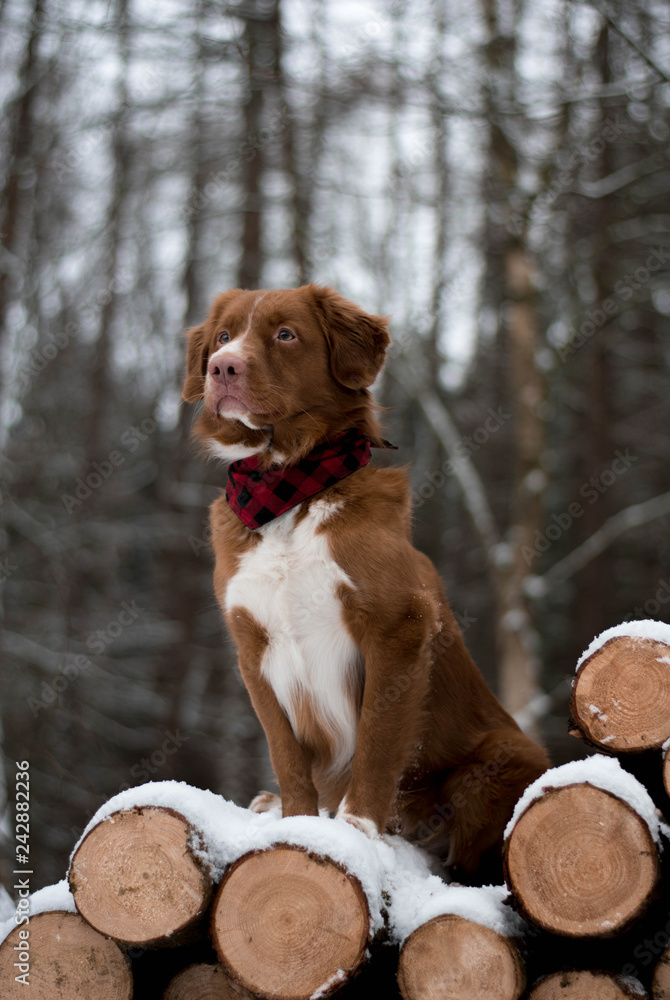 Hund mit Halstuch im Winter