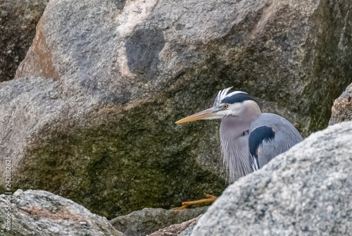 Great blue heron hiding in rocks at Point Lobos State Reserve  Carmel  California