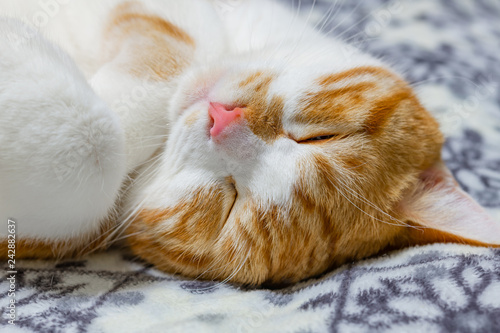 ぐっすり眠る茶白ネコ © あんみつ姫