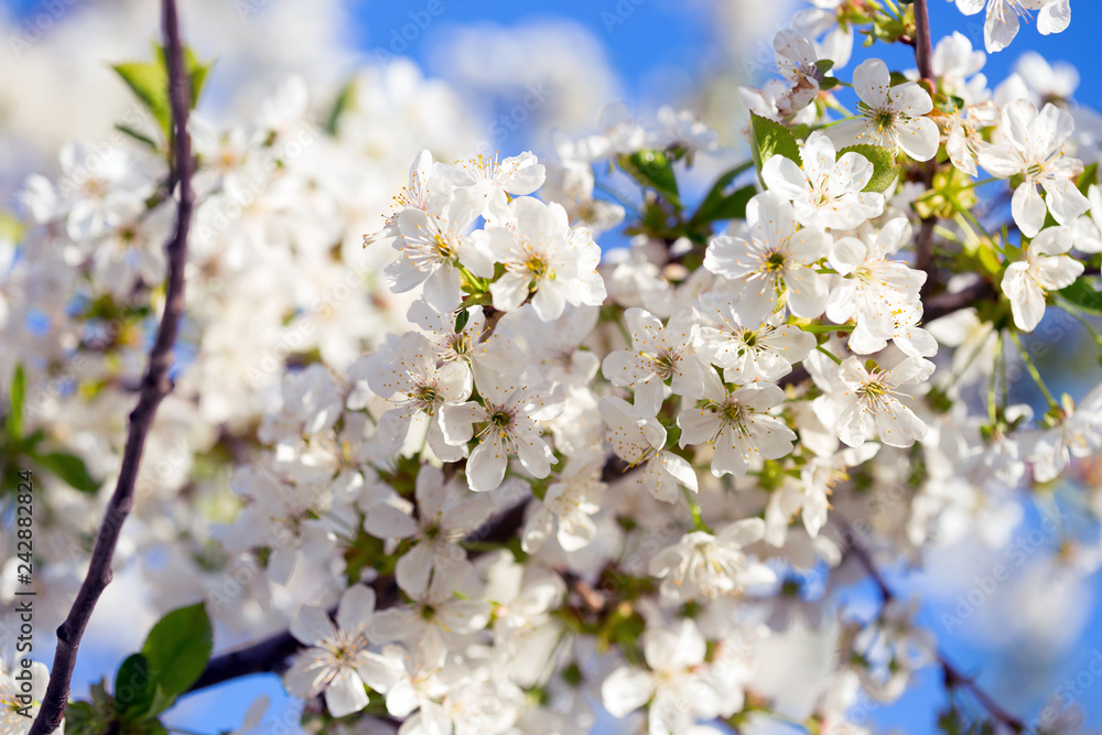 flowering tree apricot flowering tree apricot
