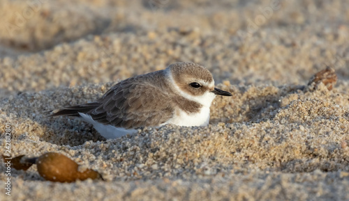 Snowy plover in winter plumage nestled in sand at Carmel River Beach, Carmel, California