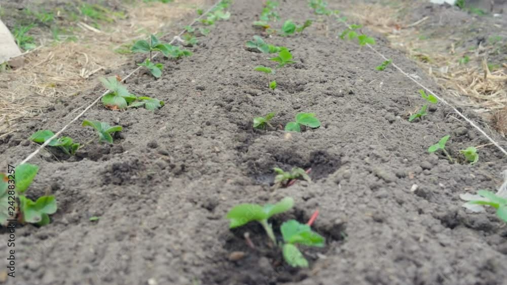 long bed with young seedlings of strawberries in the spring. Open ground after weeding, young seedlings watered, farm, side view, tracking shot, high angle. long bed with young seedlings of strawberries in the spring. Open ground after weeding, young seedlings watered, farm, side view, tracking shot, high angle.