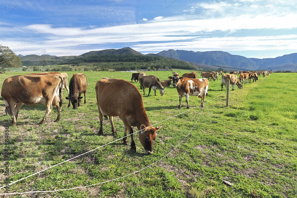 A herd of cows enjoy the green kukuju grass