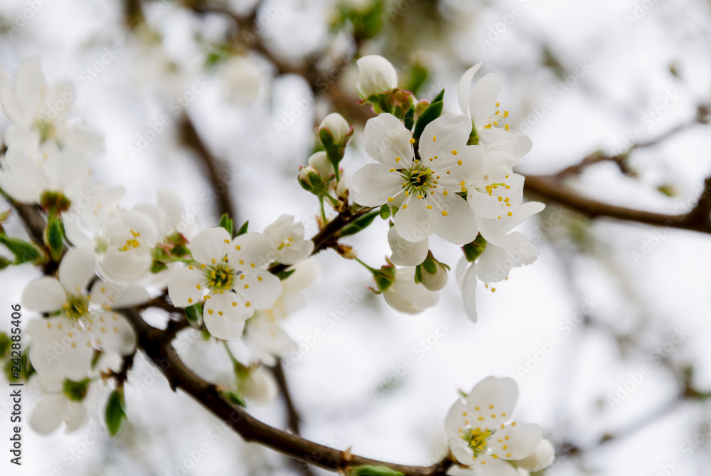 delicate flowering fruit tree branch