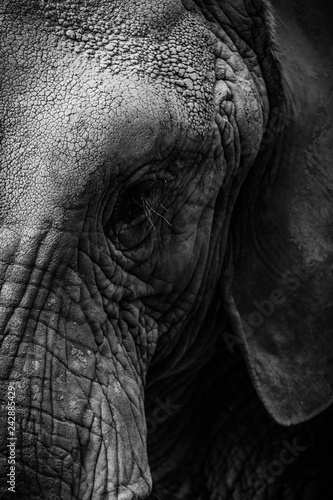 Close-up gritty black and white photo of face of elephant showing eyes and part of ear.