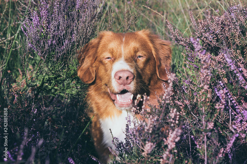 Hund in der Heide