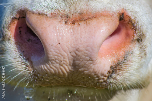 Close Up on a Charolais Cow Nose