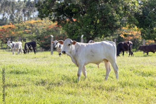 gado no campo (vaca, boi)
