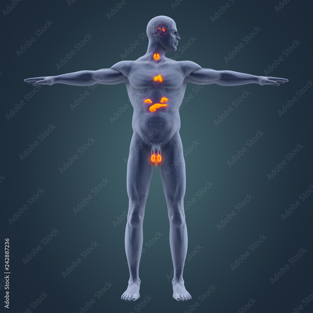 Human Endocrine System Illustration
