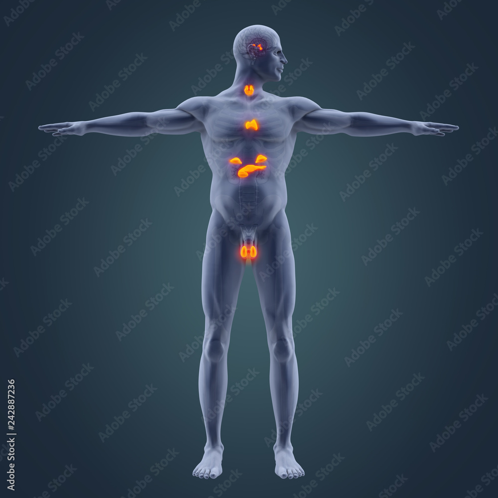 Human Endocrine System Illustration Human Endocrine System Illustration