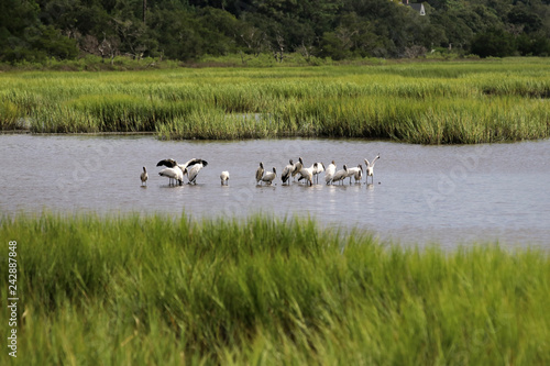 South Carolina wildlife nature background.Group go american wood storks looking for food between oysters in salt marsh at Huntington Beach State Park.Litchfield, Myrtle Beach area, South Carolina, USA