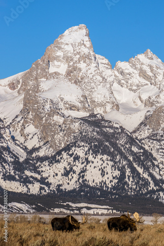 Moose Beneath Tetons