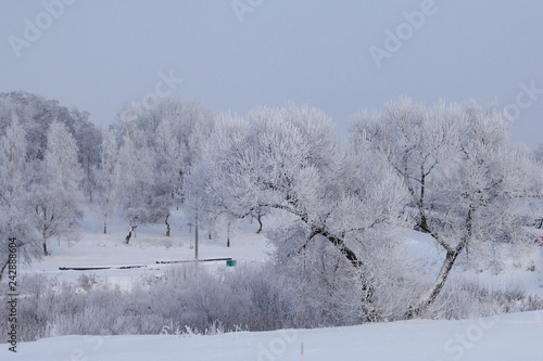 Winter Park. Bushes and trees are covered with thick frost. © f2014vad