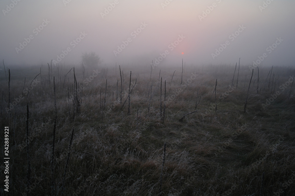 dry grass in the meadow near the woods covered with frost