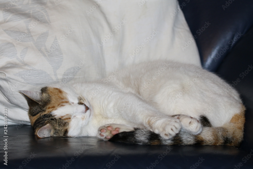 katze schläft auf kissen