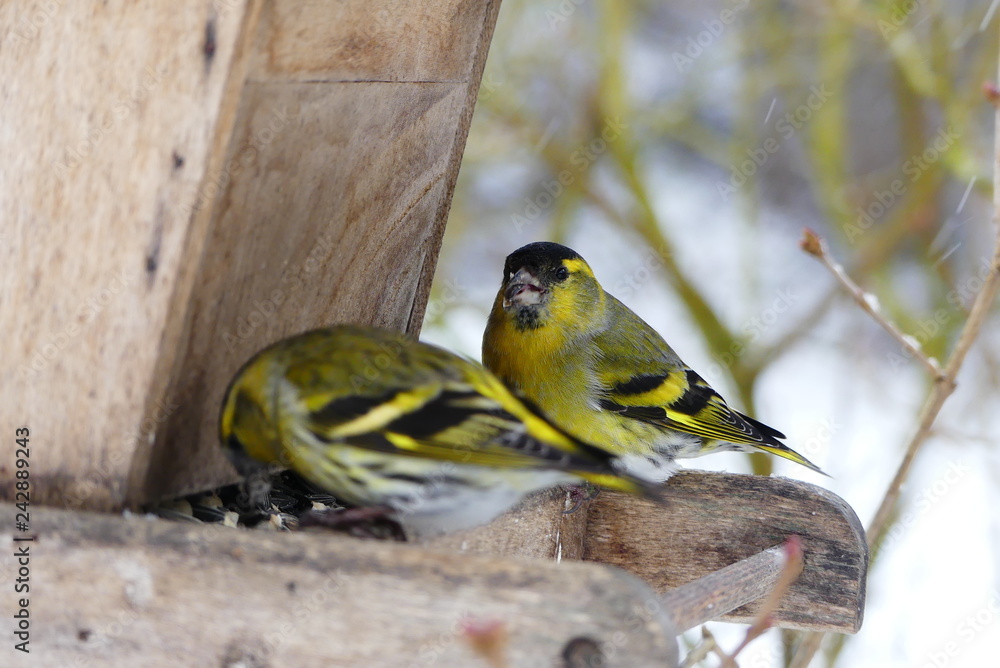 Fototapeta premium am Vogelhäuschen