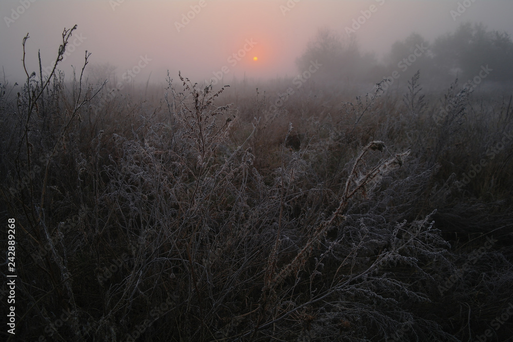 dry grass in the meadow near the woods covered with frost