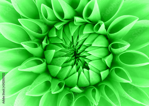 Fototapeta Naklejka Na Ścianę i Meble -  Close up of a green dahlia flower.