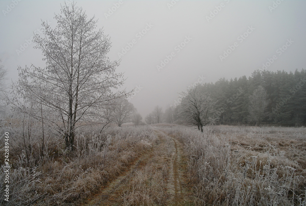 winter landscape with snow covered trees