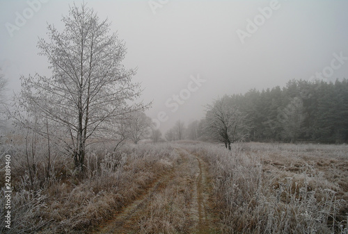 Obraz na płótnie winter landscape with snow covered trees w salonie