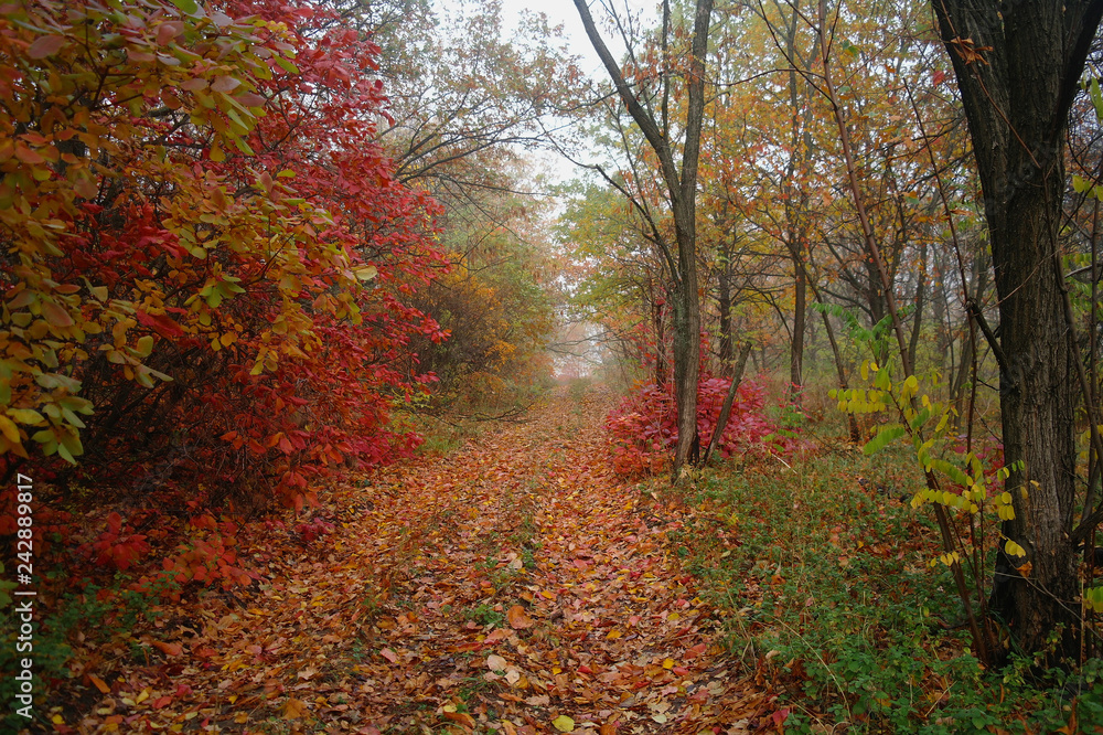 country road in autumn in the mist
