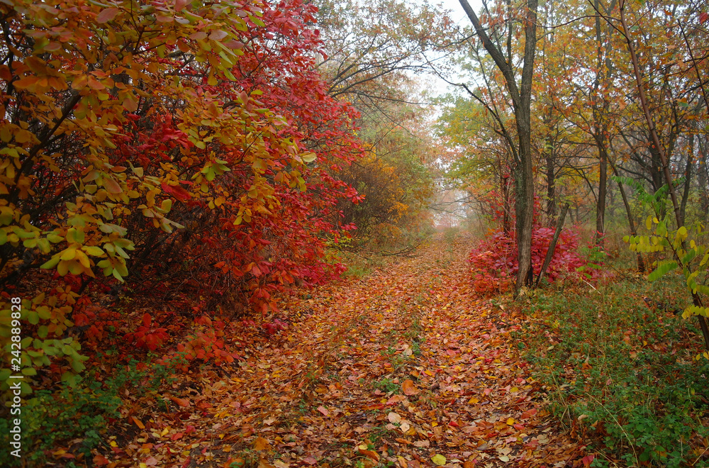 country road in autumn in the mist