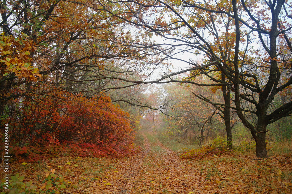 country road in autumn in the mist