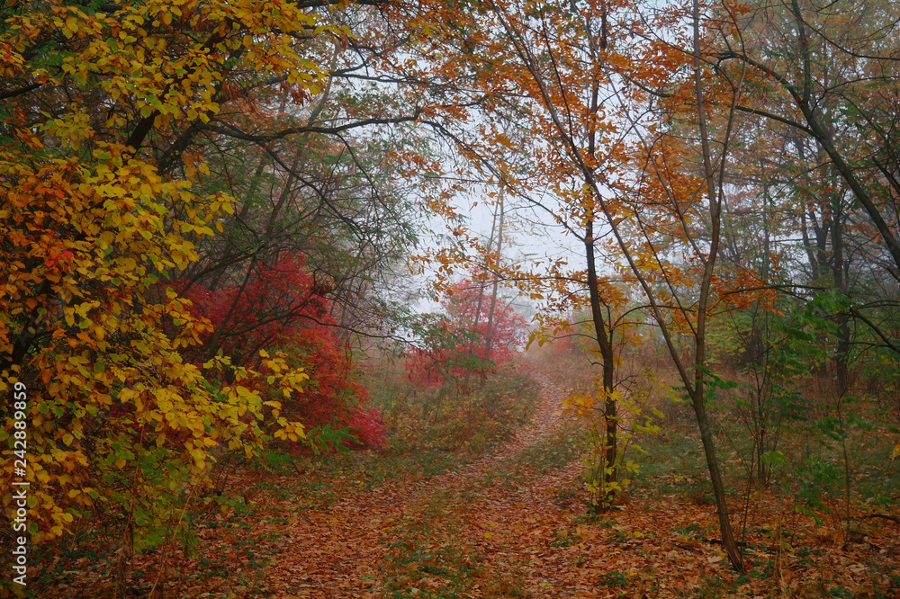 country road in autumn in the mist