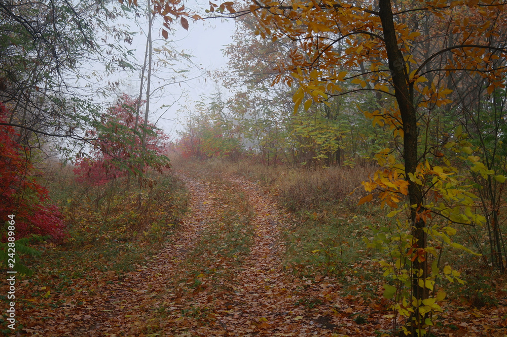 country road in autumn in the mist