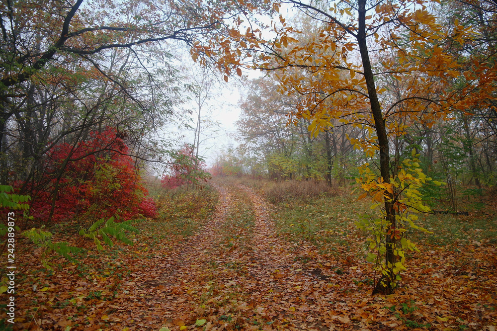 country road in autumn in the mist