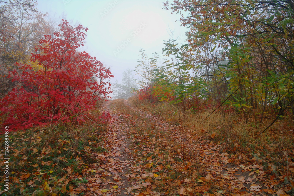 country road in autumn in the mist