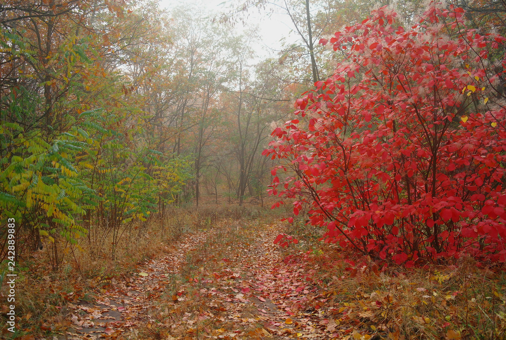 country road in autumn in the mist