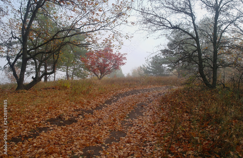 country road in autumn in the mist