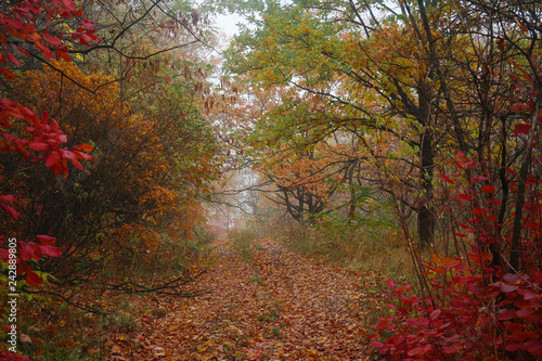 Obraz na płótnie country road in autumn in the mist w salonie