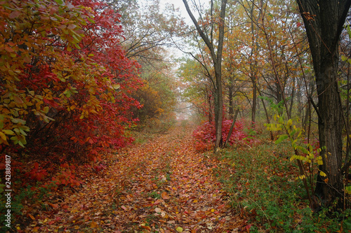 Obraz na płótnie country road in autumn in the mist w salonie