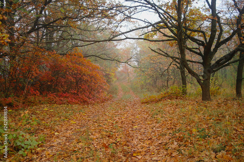 Obraz na płótnie country road in autumn in the mist w salonie