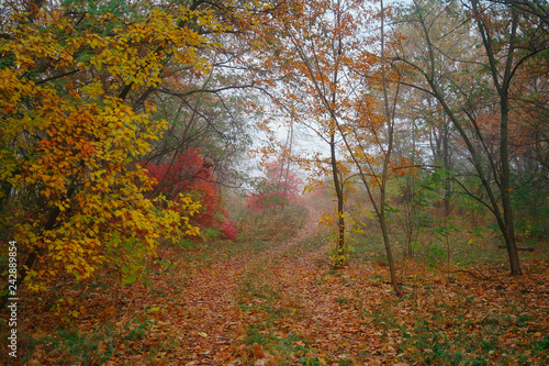 Obraz na płótnie country road in autumn in the mist w salonie