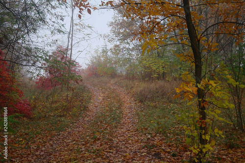 Obraz na płótnie country road in autumn in the mist w salonie