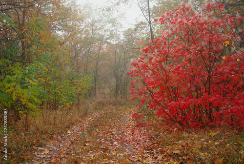 Obraz na płótnie country road in autumn in the mist w salonie