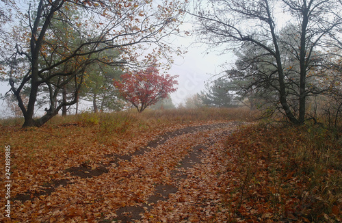 Obraz na płótnie country road in autumn in the mist w salonie
