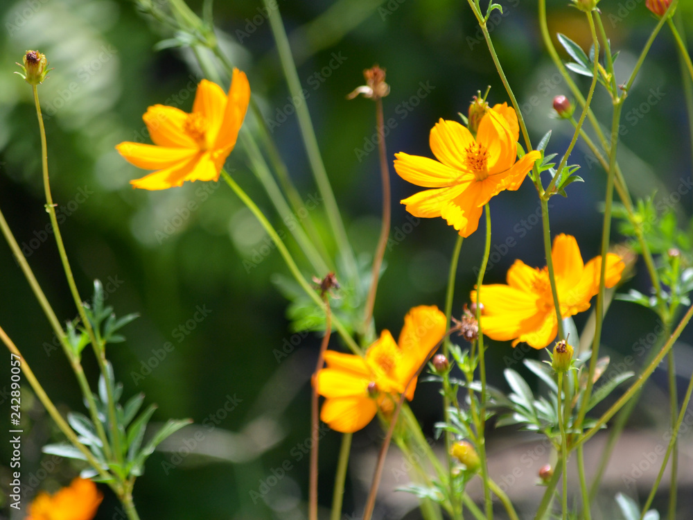 yellow flowers in the garden yellow flowers in the garden