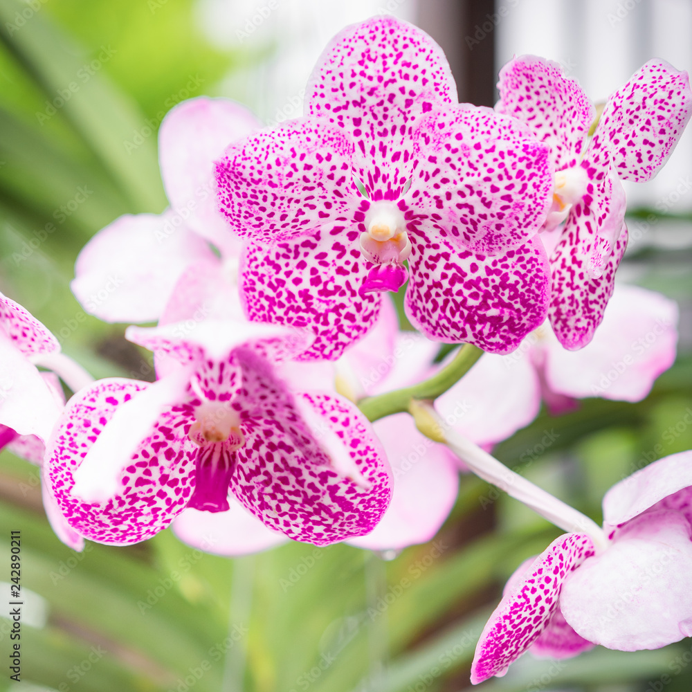 Pink orchid flowers in tropical garden blur background. Pink orchid flowers in tropical garden blur background.