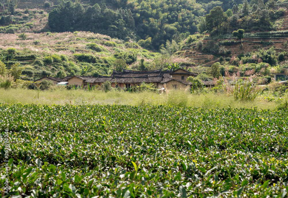 Φωτογραφία Tea plantations around stone home by Tulou at Unesco heritage site near Xiamen