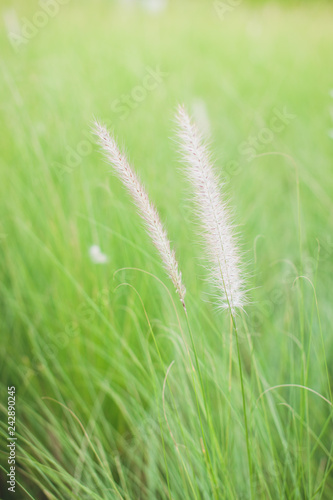 Tropical green leaf background.